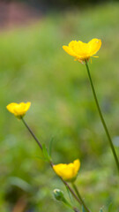 Obraz premium Flores silvestres amarillas en prado verde