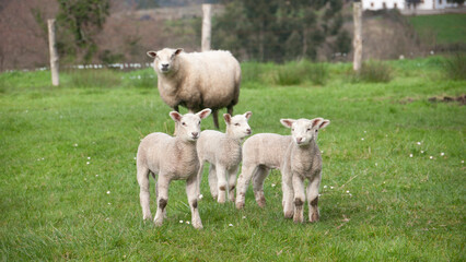 Obraz premium Ovejas y corderos en prado de hierba verde en zona de granjas
