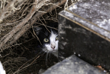 Street abandoned cats © celiafoto