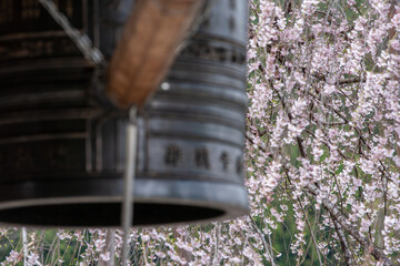 梵鐘と満開の桜