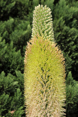 agave titanota