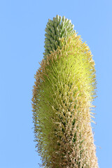agave titanota