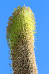 agave titanota