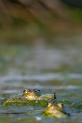 Frog Chase
