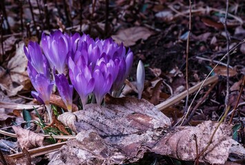 Die Krokusse im Garten in verschiedenen Farben als  Frühlingsboten