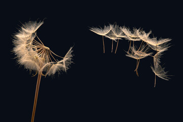 dandelion seeds fly from a flower on a dark background. botany and bloom growth propagation