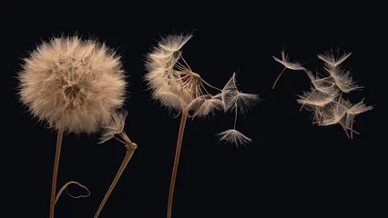 Fotobehang dandelion seeds fly from a flower on a dark background. botany and bloom growth propagation © photosaint
