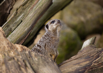 Meerkat looking up at an airplane 