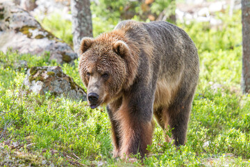 Kodiakbär - Ursus arctos middendorffi