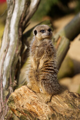 Meerkat in the zoo, logs behind him looking at his left