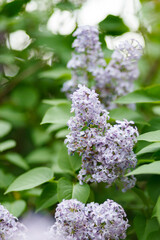 Lilac flowering. Blooming purple lilac flowers