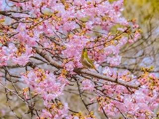 桜とメジロ