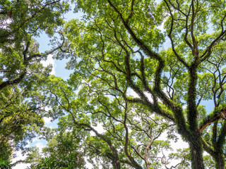 branch of big tree