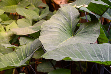 COLOCASIA ESCULENTA, COMMONLY KNOWN AS THE ELEPHANT EAR PLANT WHICH HAS LARGE LEAVES SHAPED AS AN EAR