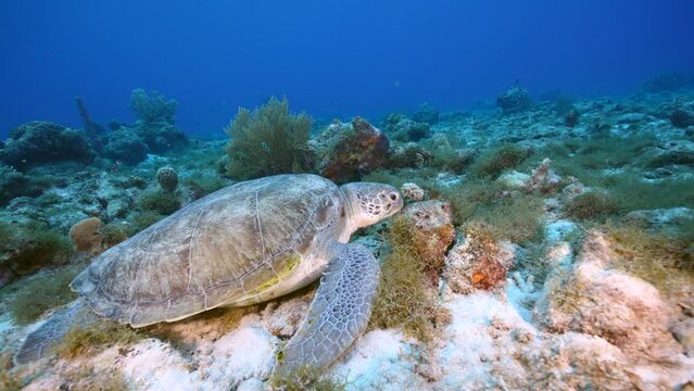 Seascape with Green Sea Turtle in the coral reef of Caribbean Sea, Curacao