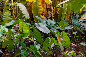 COLOCASIA ESCULENTA, COMMONLY KNOWN AS THE ELEPHANT EAR PLANT WHICH HAS LARGE LEAVES SHAPED AS AN EAR