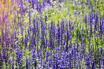 Obraz premium Close up the lavender flowers in the lavender field. Spring season and rainy season concept.
