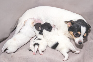 A white chihuahua bitch with spots is feeding her puppies.