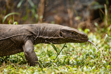 The Asian water monitor (Varanus salvator), also called common water monitor, Hikkaduwa, Sri Lanka.