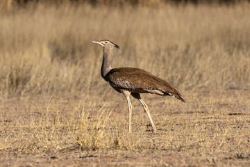 One kori bustard walking in the veld, searching for food