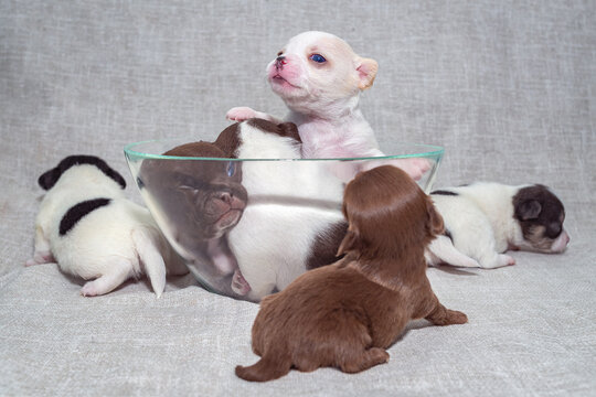 Lots Of Little Chihuahua Puppies In And Around The Glass Bowl.