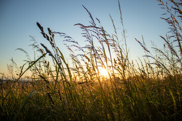 gras im Sonnenlicht