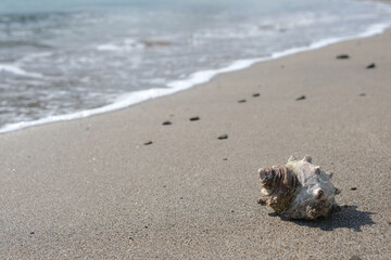 海砂浜の波打ち際と貝殻の背景