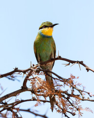 One swallow-tailed bee-eater sitting on a branch with a clear blue sky background