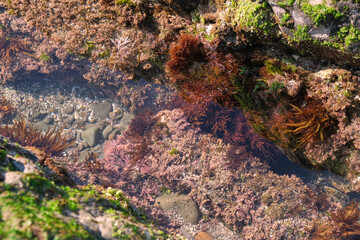 海岩場に生えた海藻