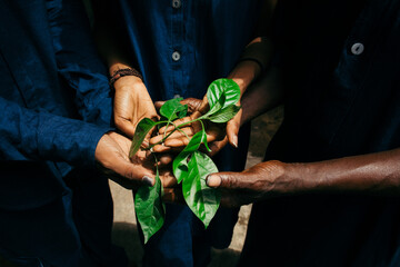 african hands of eco fashion designers holding indigo plant  - obrazy, fototapety, plakaty