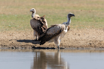Two cape vultures at a waterhole with their reflection in the water