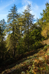 forest in autumn