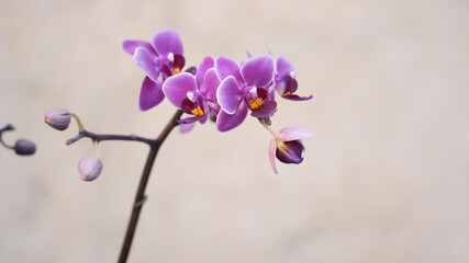 dark purple orchid flower