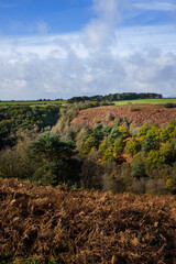 Fototapeta premium landscape in the countryside