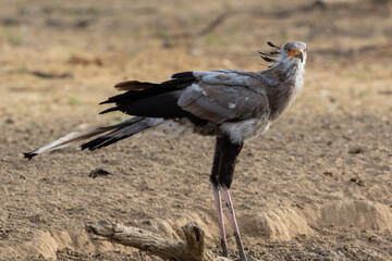 One secretarybird at a waterhole.