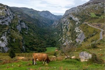 The Asón Valley is a Valley of Cantabria, located in northern Spain. It stands out for its rugged limestone massifs and centenary forests of beech, oak and holm oaks.