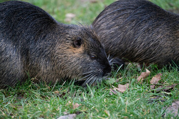 Nutrias auf Futtersuche
