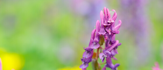 Purple corydalis flower on a blurred background. Corydalis solida in the wild field. Copy space