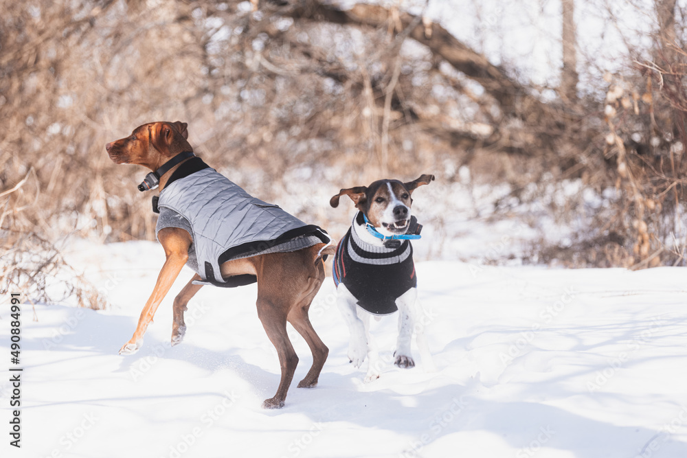 Wall mural Hungarian Vizsla and a Treeing Walker Coonhound running and playing in a snowy forest