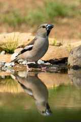 Hawfinch drinking from a puddle
