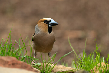 Hawfinch looking for food on the ground