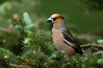 Hawfinch sitting on a branch