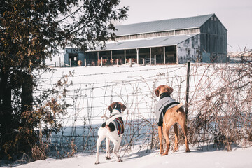 Treeing Walker Coonhound and a Hungarian Vizsla looking at a farm behind a barbed wire