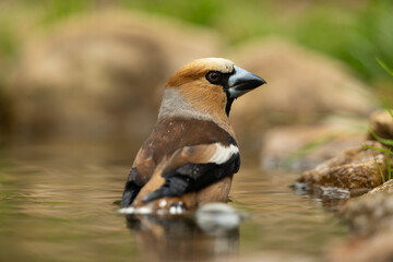 Hawfinch bathing in a puddle