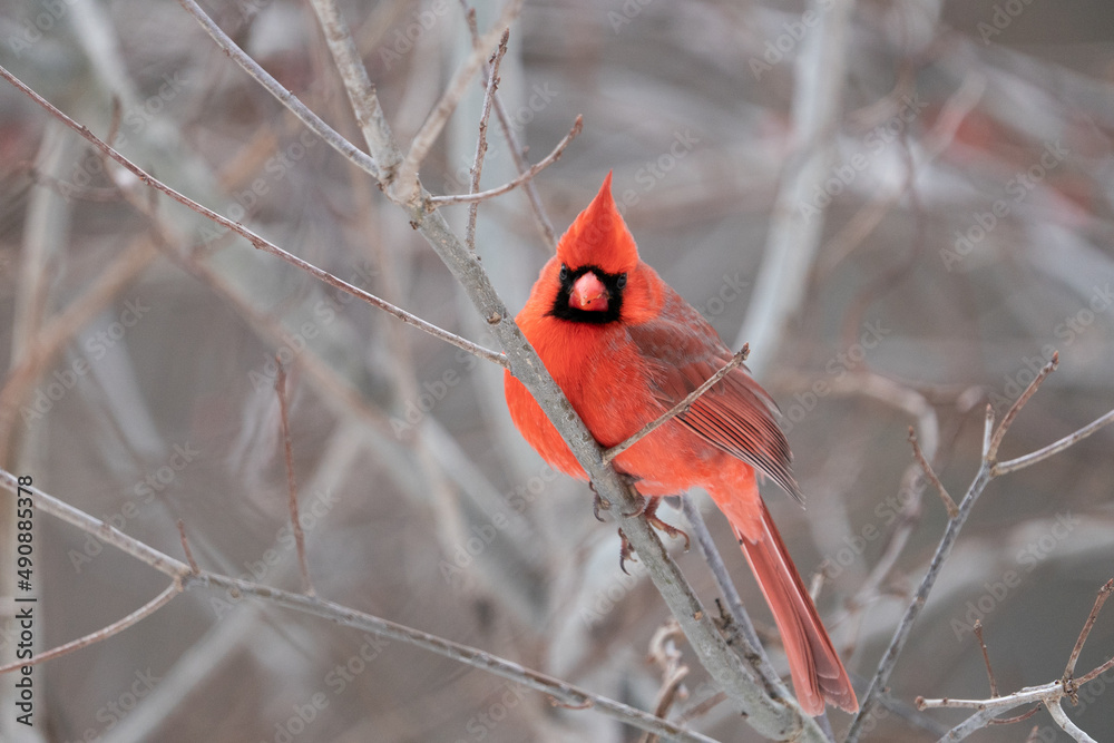 Sticker close-up shot of a beautiful red cardinal resting on a branch