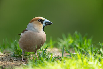 Hawfinch looking for food on the ground