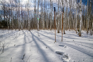 Cross-country ski poles on the winter forest with lens flare.
