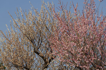 青空と紅梅・白梅の風景