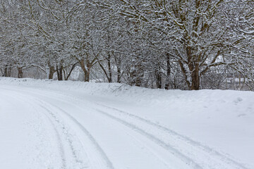 snowy trees and car tire tracks