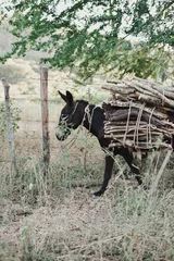 Tuinposter Vertical shot of a small donkey caring heavy woods on its back in the field in Mexico © Sarah32/Wirestock